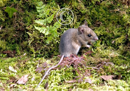 Wood Mouse DM0611
